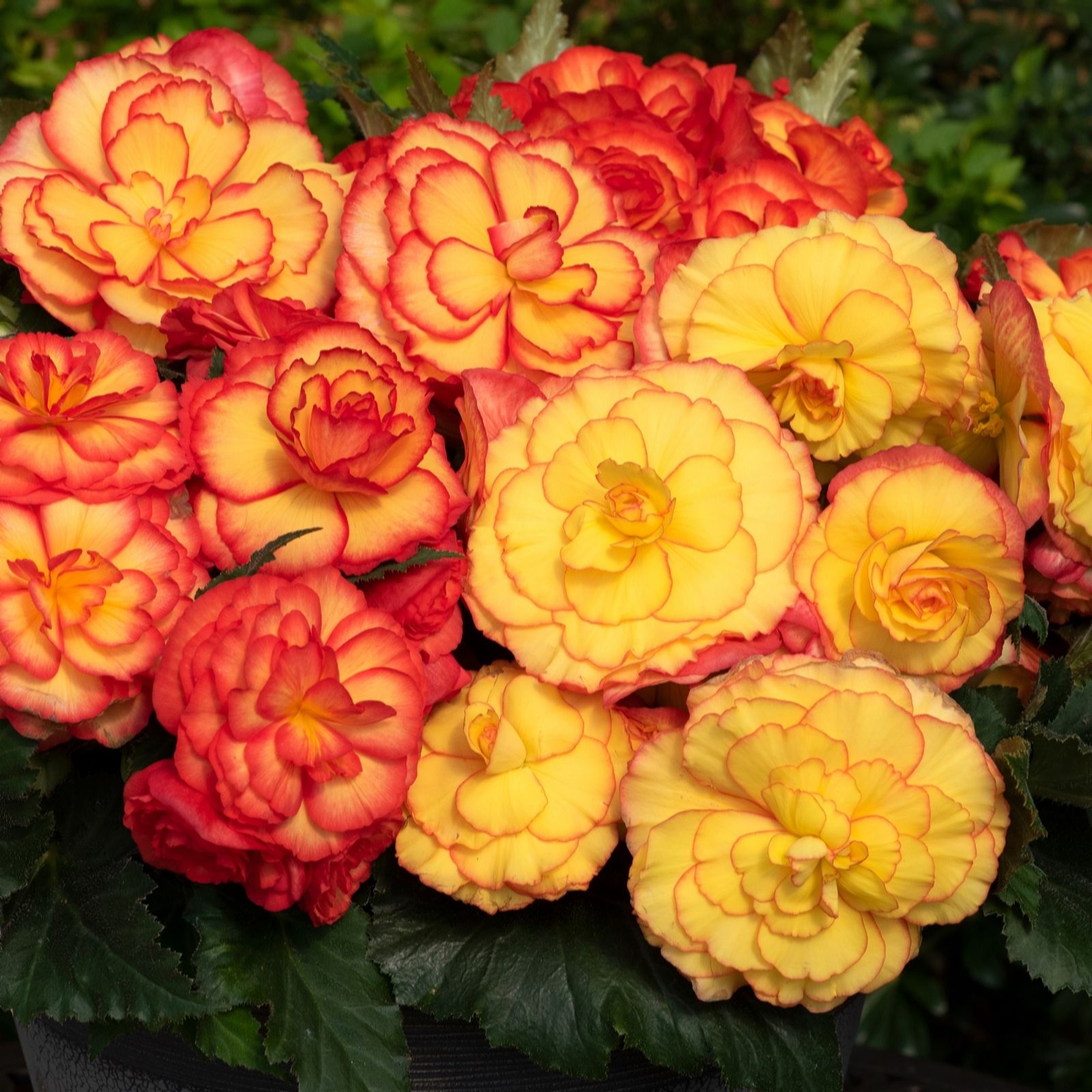 Plants2Gardens Begonia Sunglow 3x10.5cm Pots