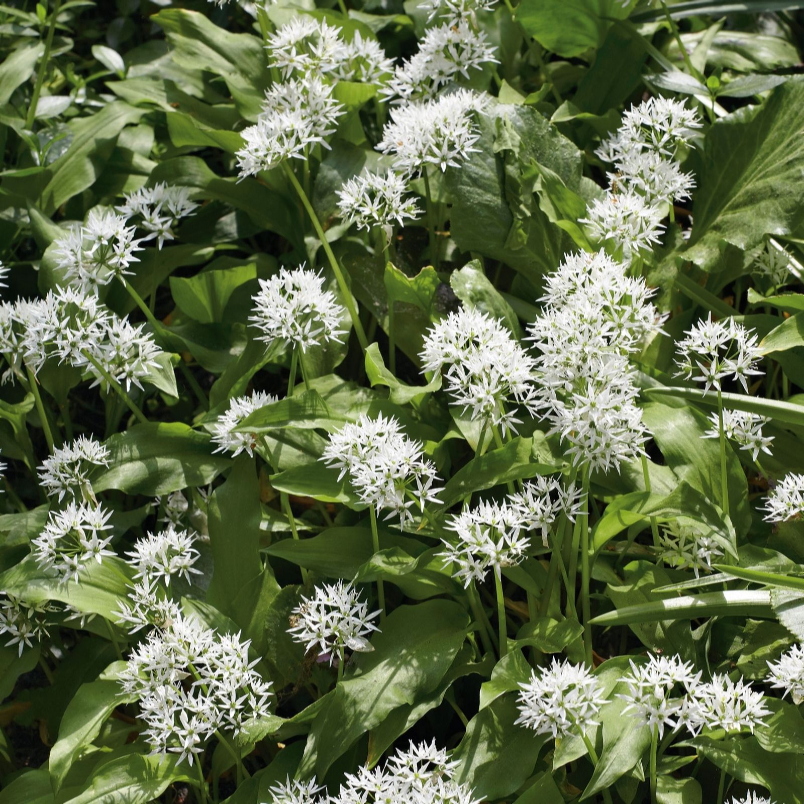 Plants 2 Gardens Allium Ursinum