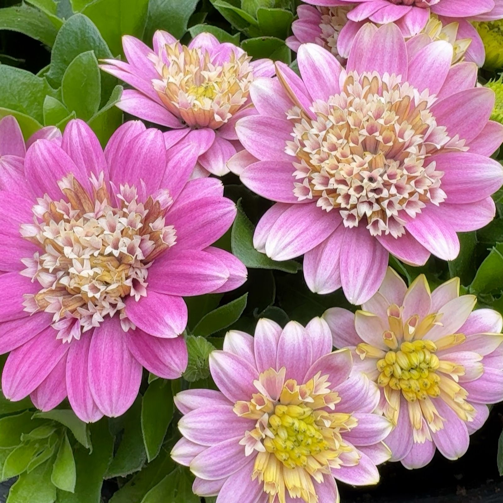 Richard Jackson Cape Daisy Double 5x 6cm Garden-Ready Plants