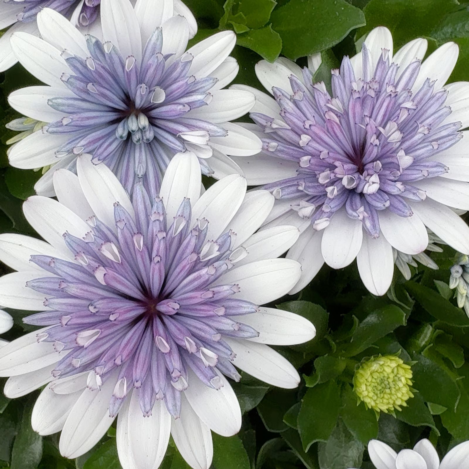 Richard Jackson Cape Daisy Double 5x 6cm Garden-Ready Plants