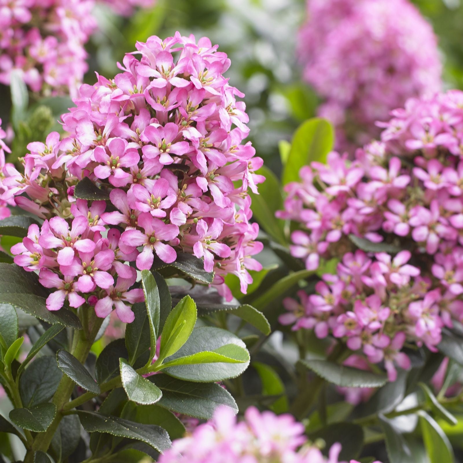 Plants2Gardens Escallonia Pink Elle 10ltr