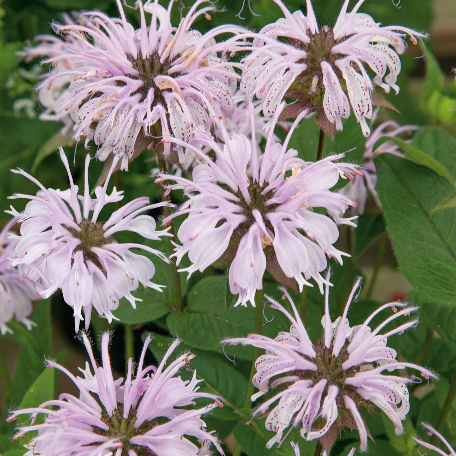 Plants2Gardens Monarda Melua Collection 6 x 6cm