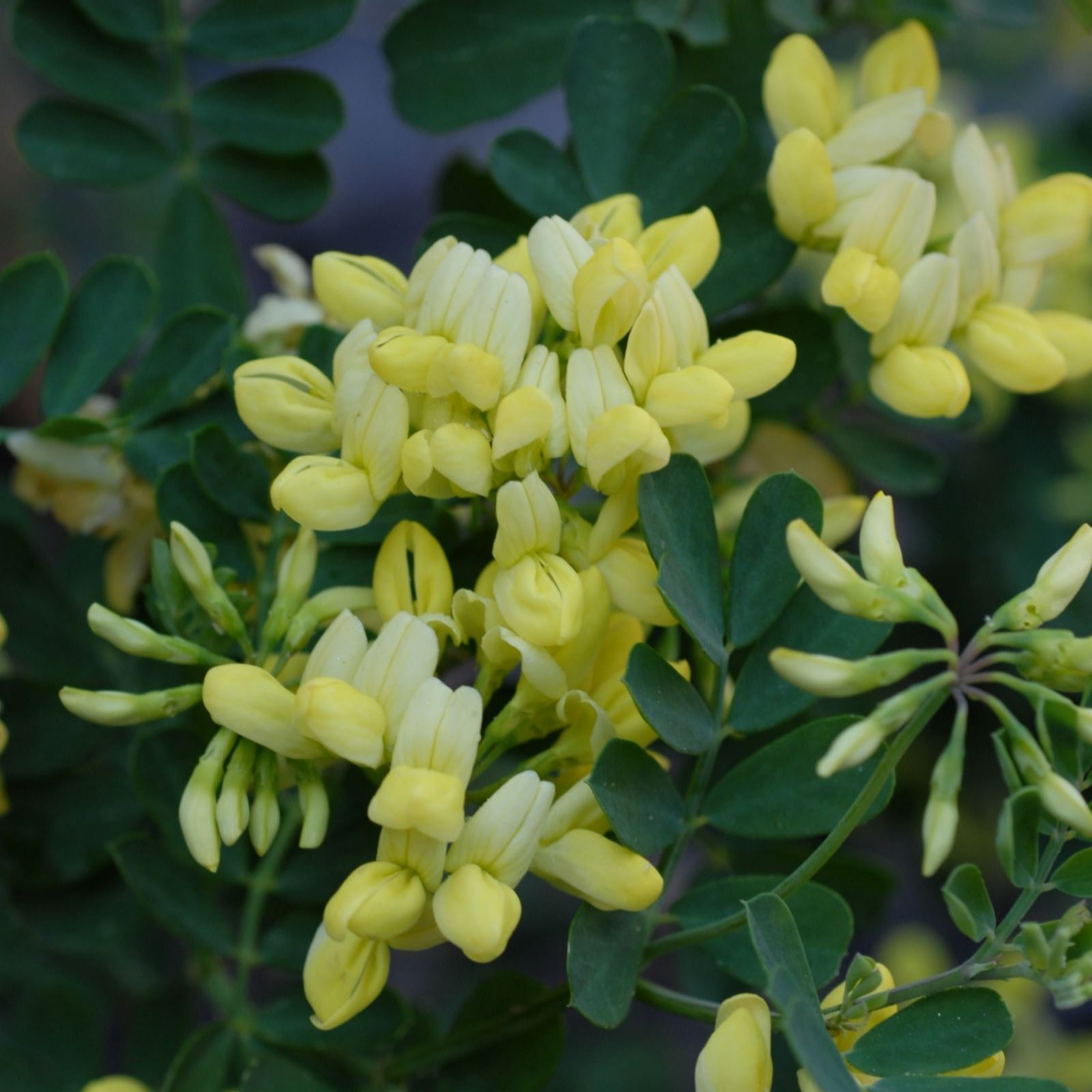  Thompson & Morgan Coronilla Citrina Tower Pot Collection (9cm