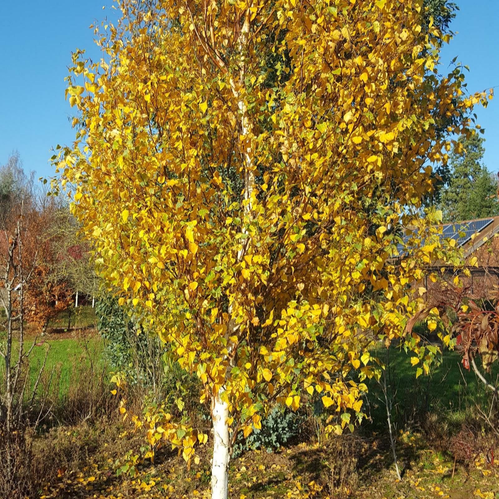 Frank P Matthews Betula Fastigiata Joes in a 12L Container