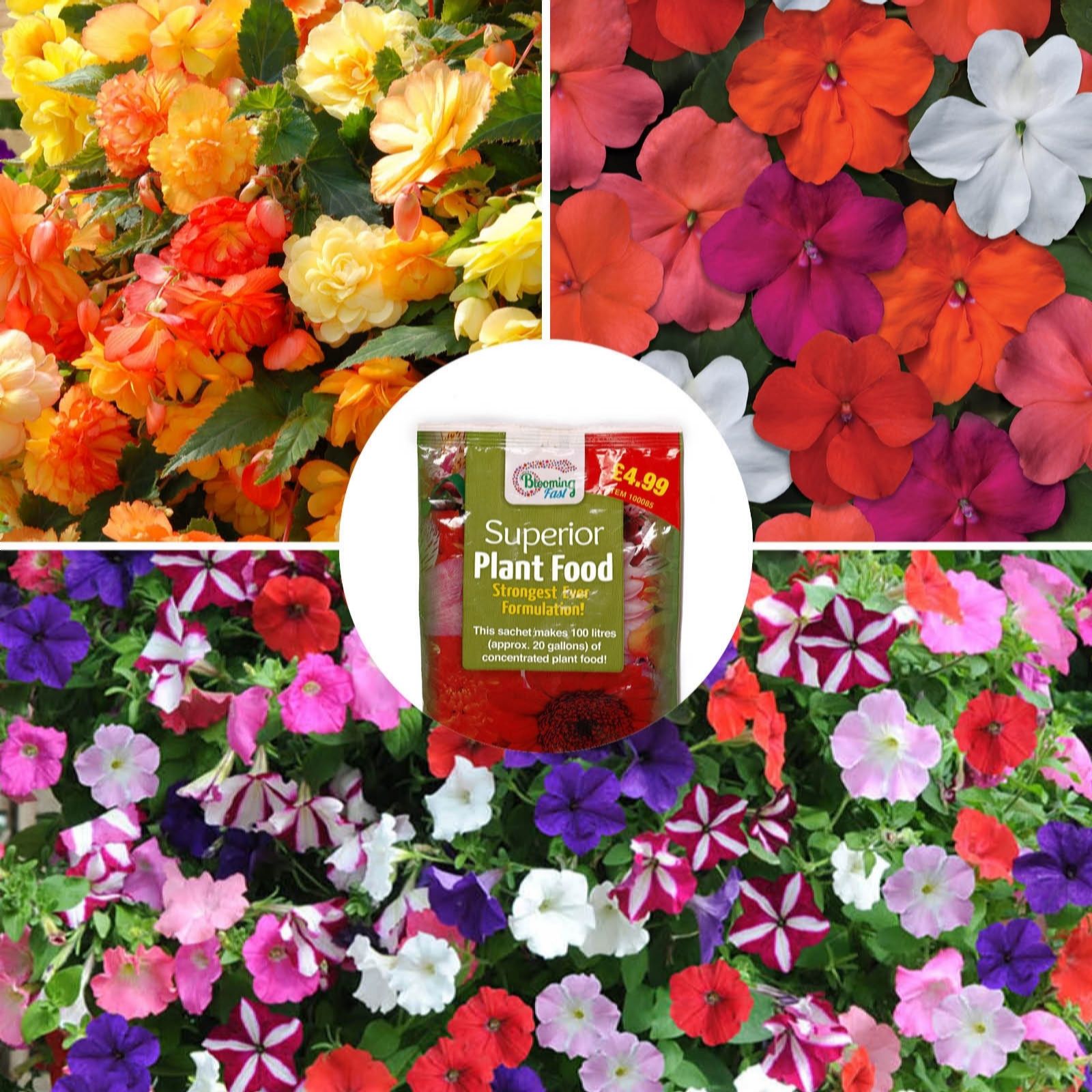 YouGarden Garden Ready Favourites collection w/100g Fertiliser