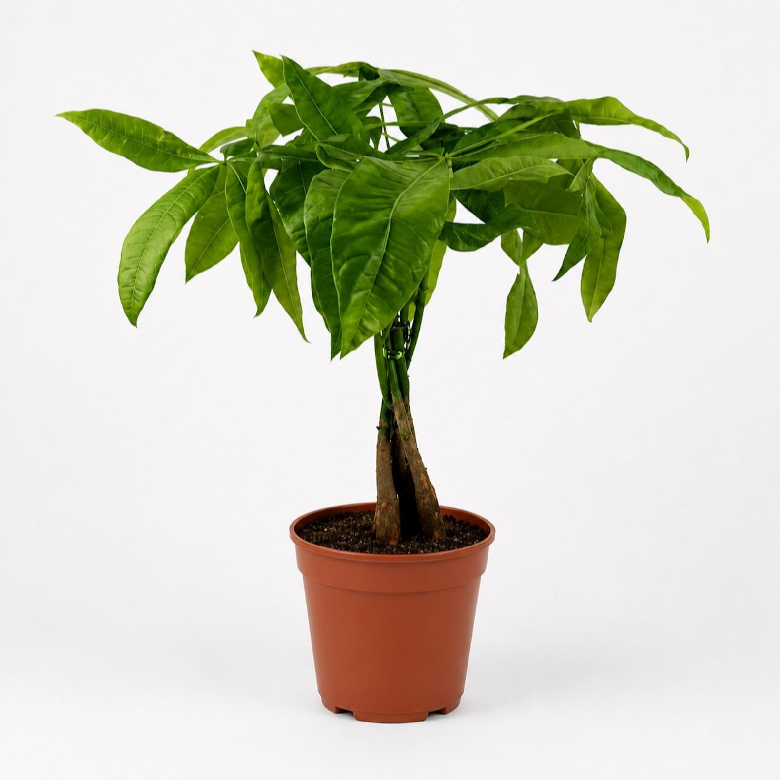 Oh So Floral Pachira Aquatica 12cm Houseplant