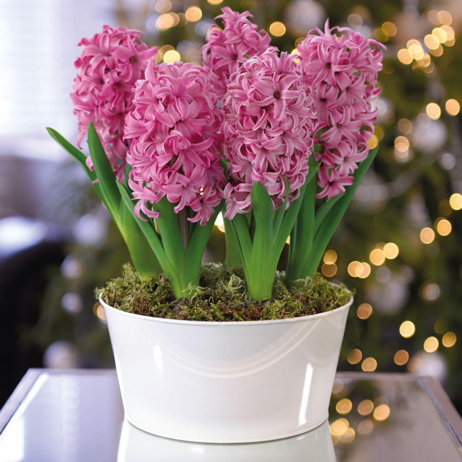 Thompson & Morgan Gift Hyacinth Scented 5 Bulbs in 16cm Decorative Pot