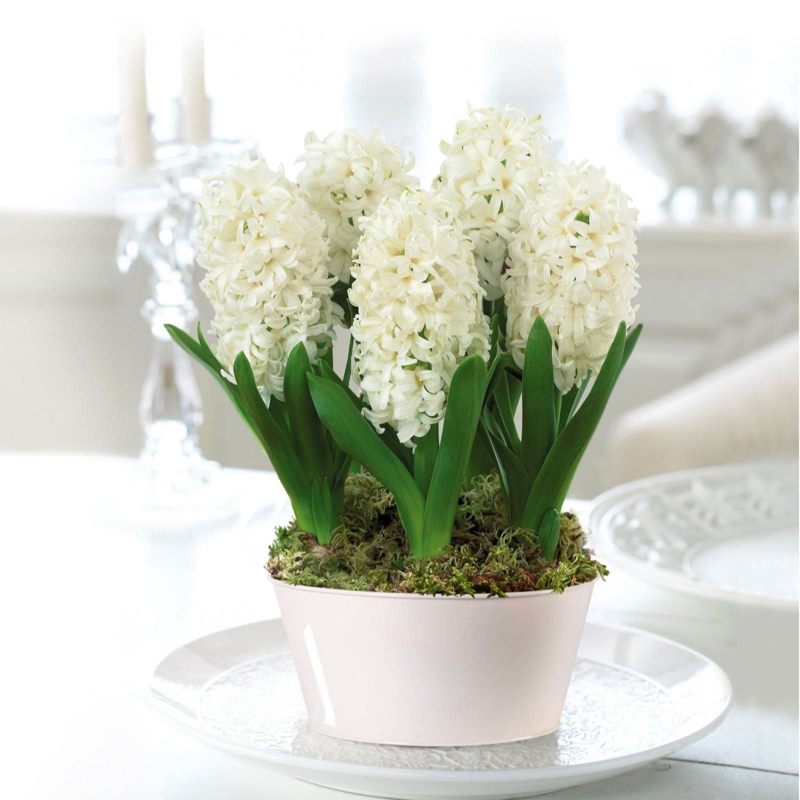 Thompson & Morgan Gift Hyacinth Scented 5 Bulbs in 16cm Decorative Pot