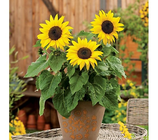 de Jager Sunflower Sunsation 6x Young Plants