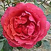 Harkness Roses Rose Climbing Wonderful World Bare Root x 1