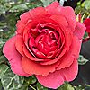 Harkness Roses Rose Climbing Wonderful World Bare Root x 1, 1 of 5