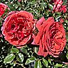 Harkness Roses Rose Climbing Wonderful World Bare Root x 1, 2 of 5