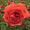 Harkness Roses Rose Climbing Wonderful World Bare Root x 1, 3 of 5