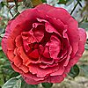 Harkness Roses Rose Climbing Wonderful World Bare Root x 1, 4 of 5