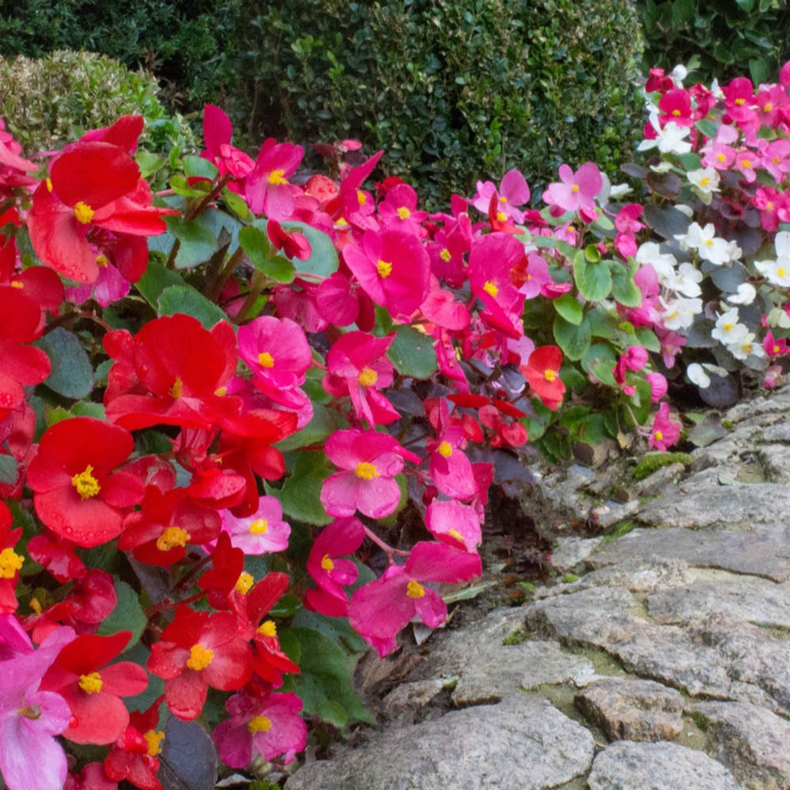 YouGarden Begonia 'Sahara' Garden Ready Plants x20