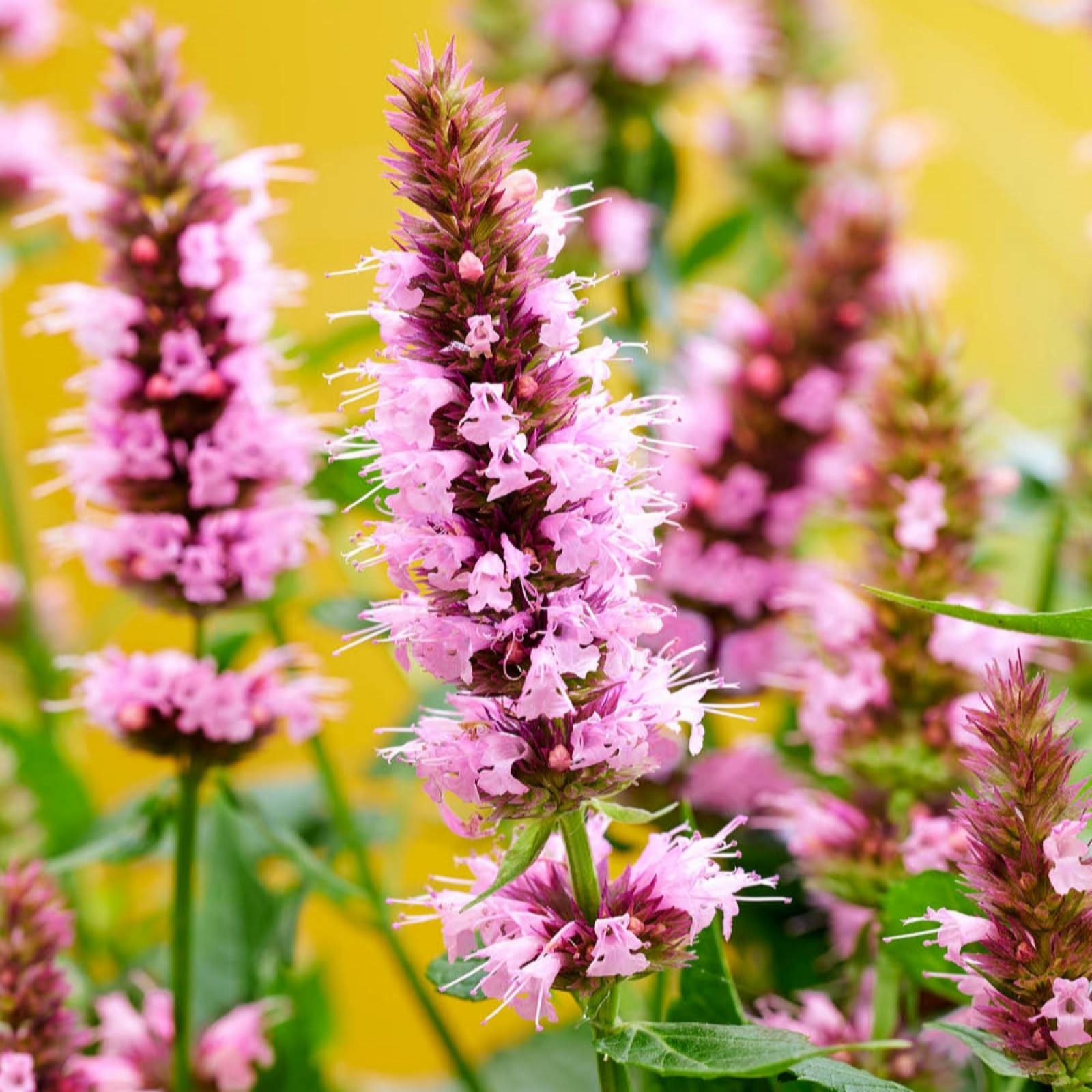 YouGarden Agastache 'Beelicious Pink' in 9cm Pots x3