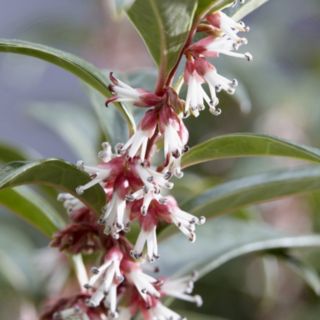 YouGarden Sarcococca 'Wintergem' in a 15cm Pot