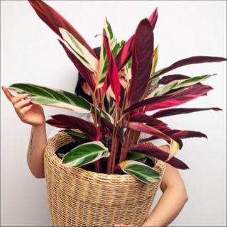 YouGarden Calathea 'Triostar' in a 14cm pot