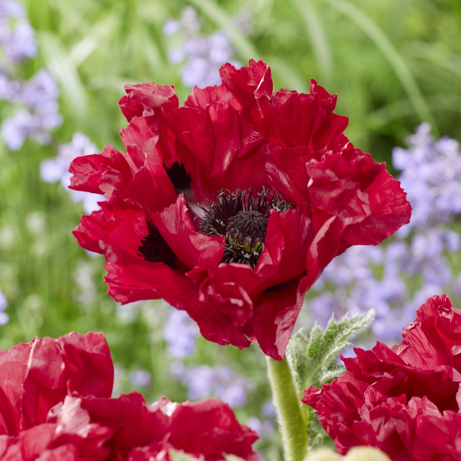 Plants2Gardens Papver Red Rumble 3 x 9cm