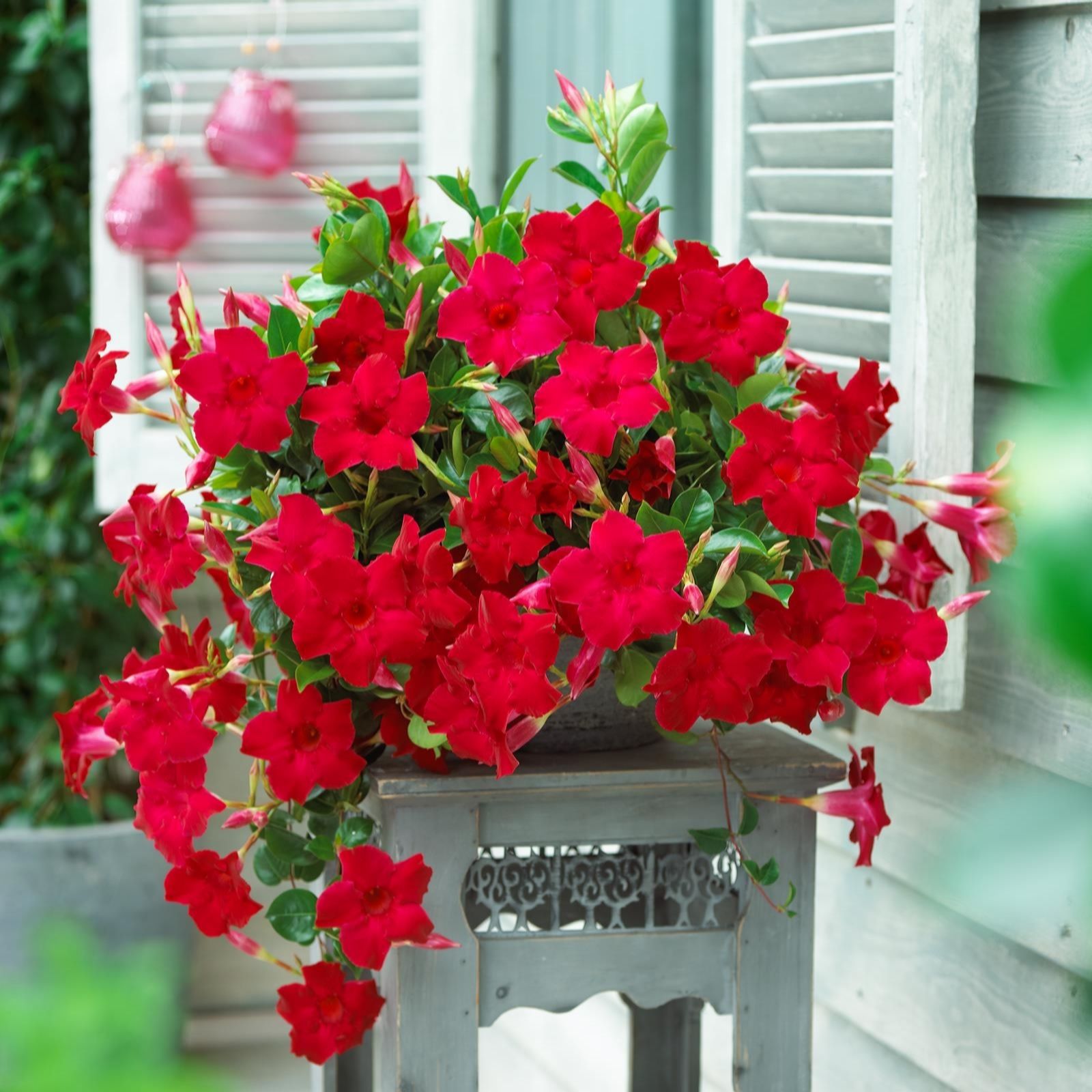 Plants2Gardens Sundaville Duo 2x10.5cm pots