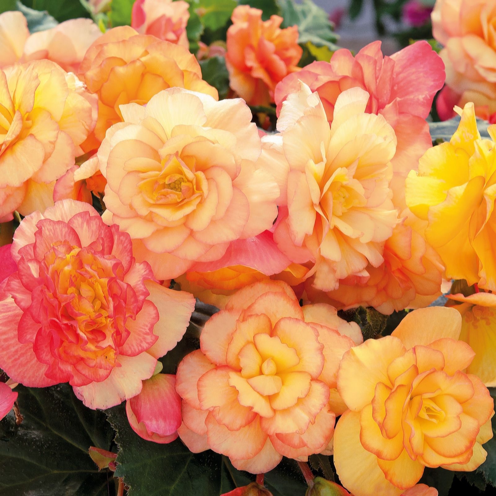 Richard Jackson Begonia On Top Sunglow 5x 6cm Garden-Ready Plants