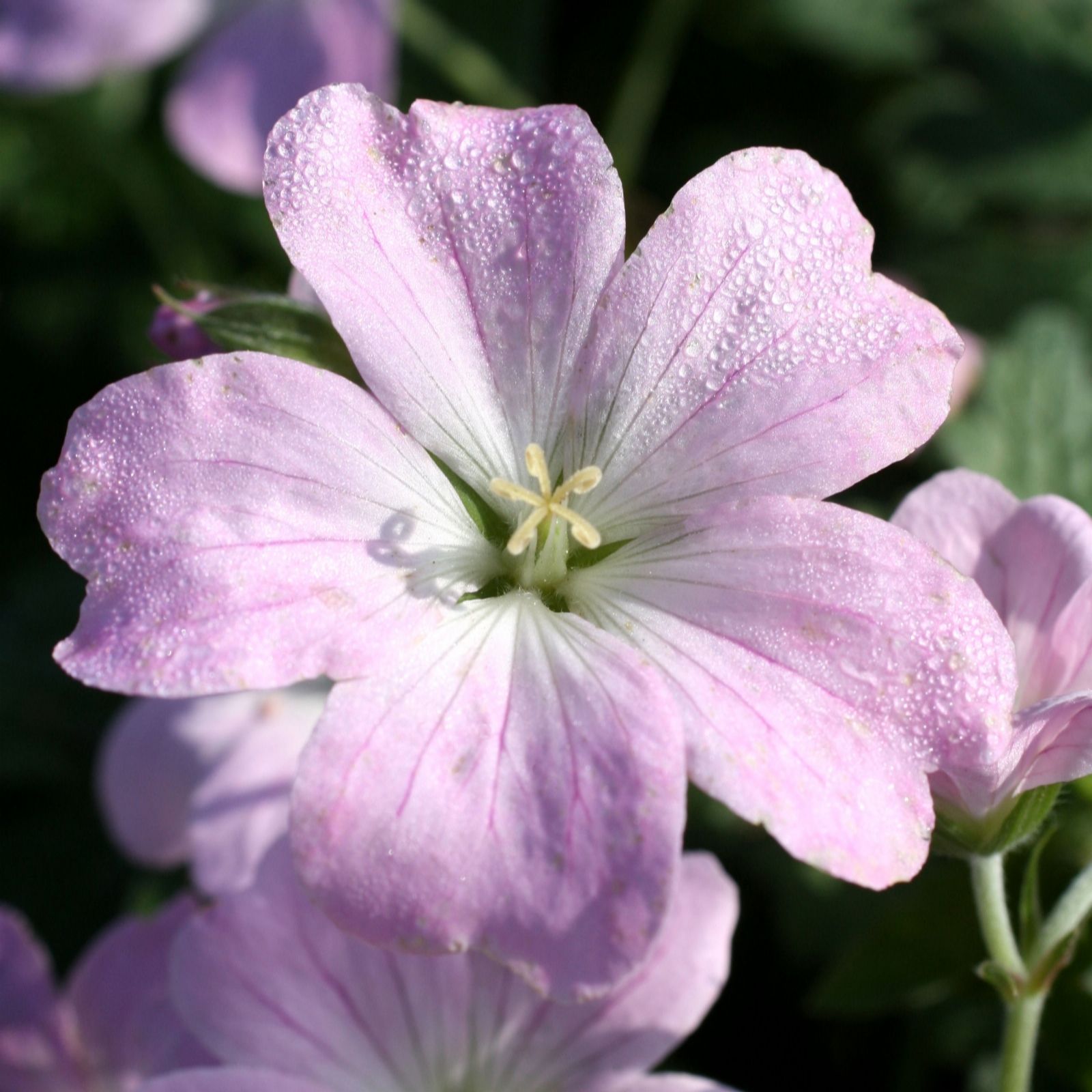 Richard Jackson Geranium Dreamland 2l pot