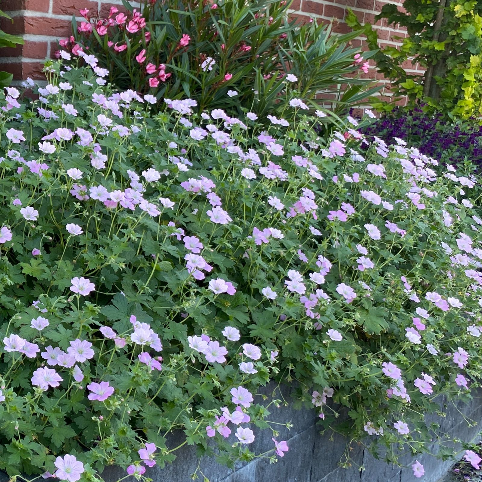 Richard Jackson Geranium Dreamland 2l pot - QVC UK