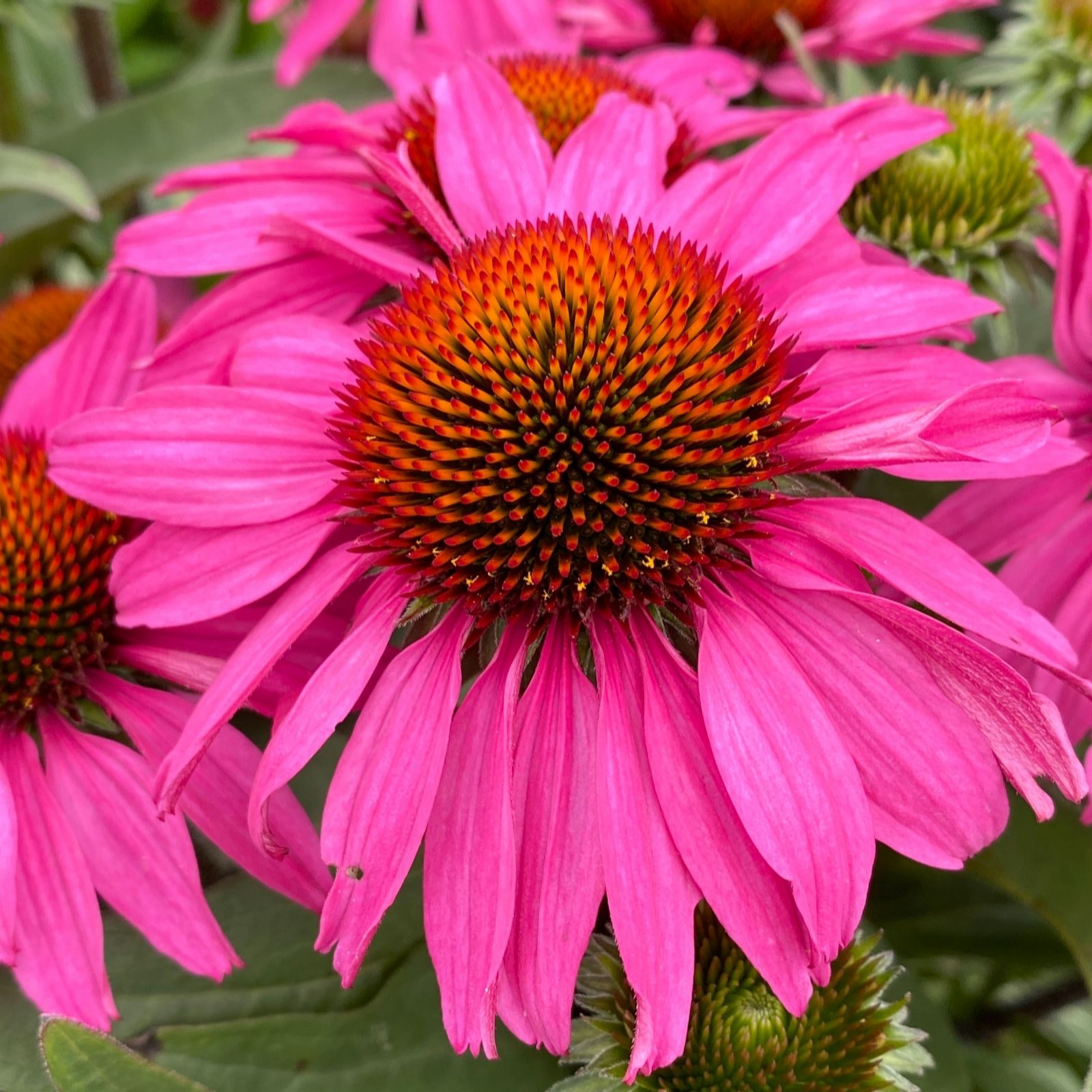 Richard Jackson Echinacea Delicious Strawberry 2 Litre Pot