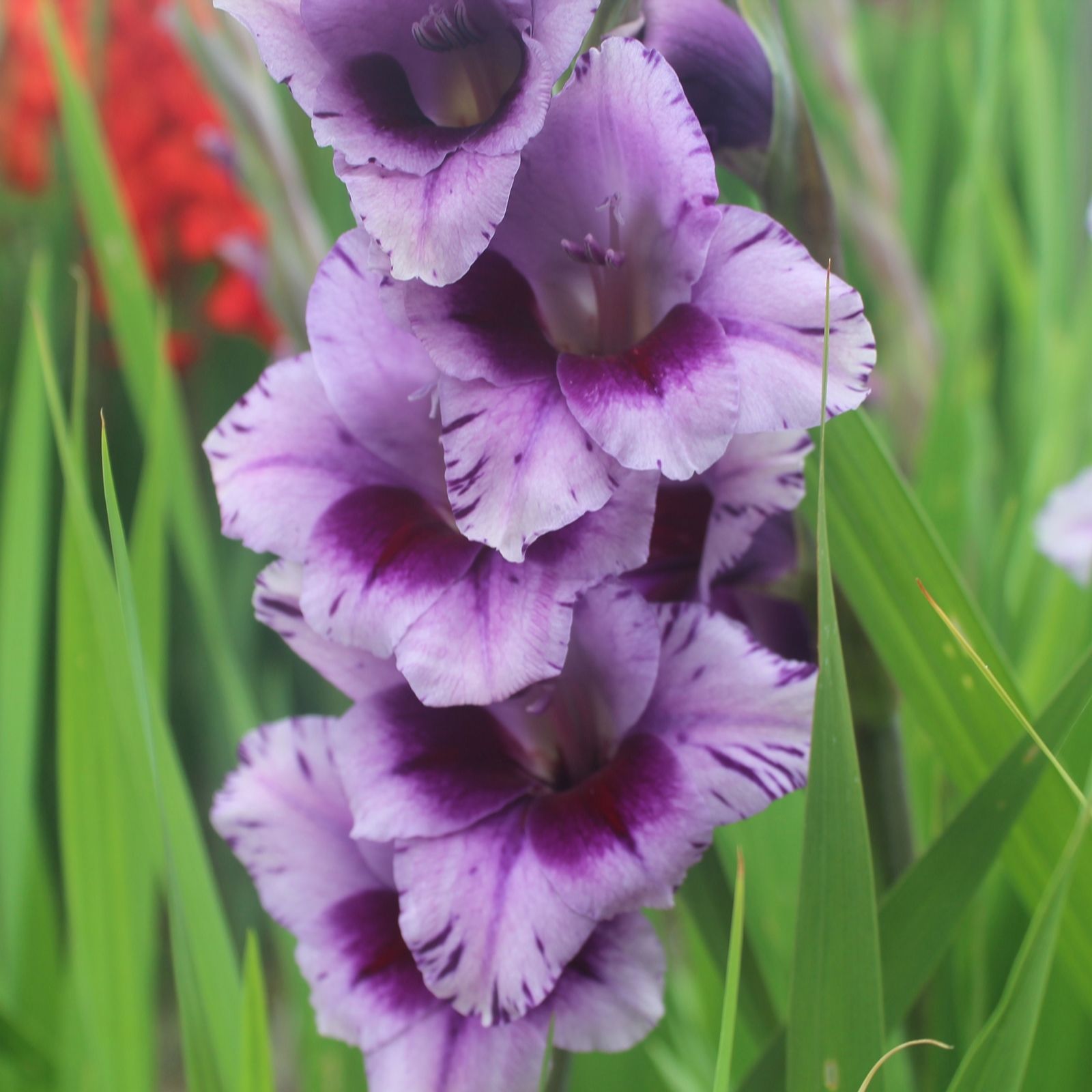 Plants2Gardens Gladiioli Collection 30 x 12/14 Corms