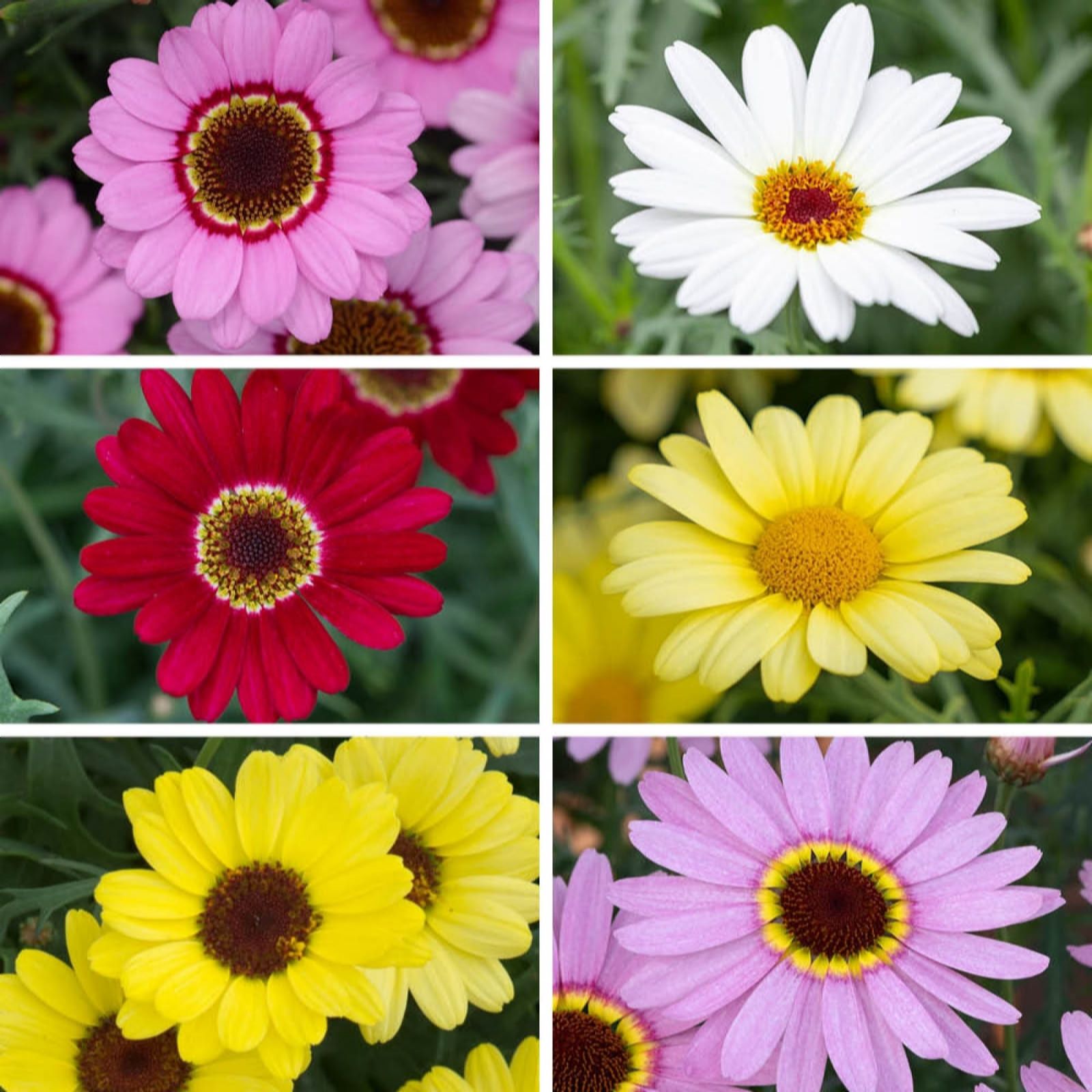 YouGarden Marguerite 'Grandaisy' Collection x 6 Plug Plants