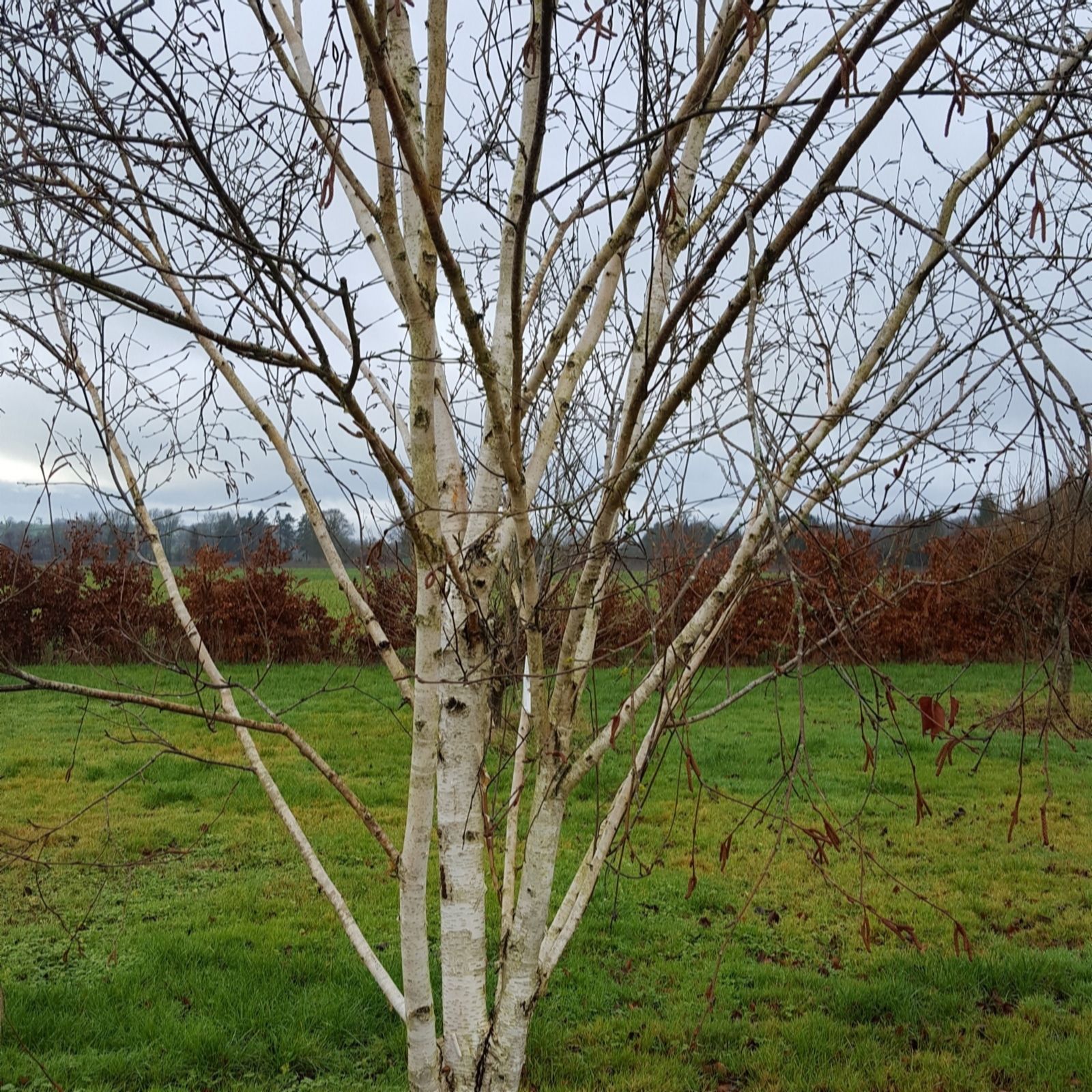 Frank P Matthews Betula Moonbeam in 12 Litre Container