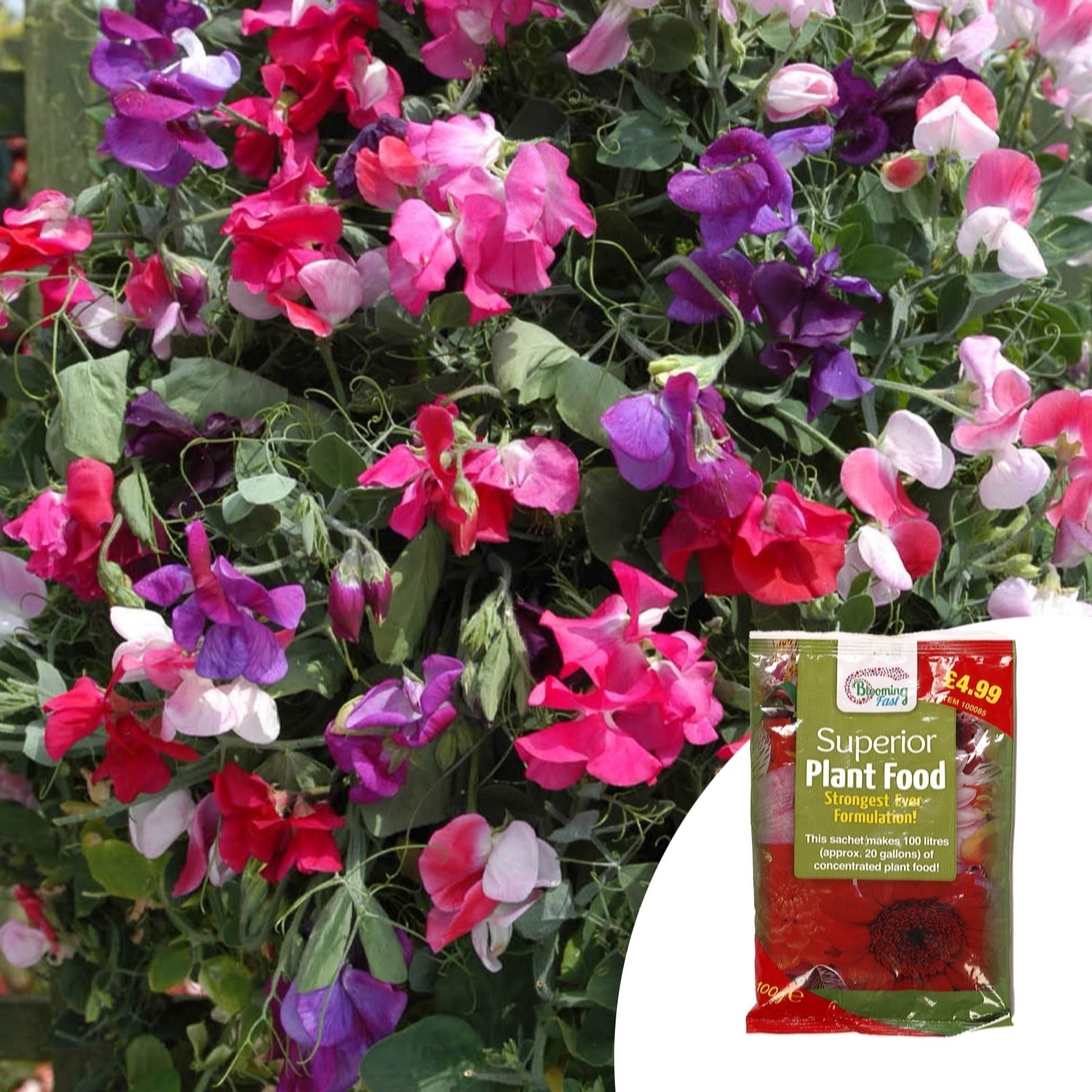 Sweet Pea 'Fragrant Trails' Garden Ready Plants x20 & 100g Fertiliser