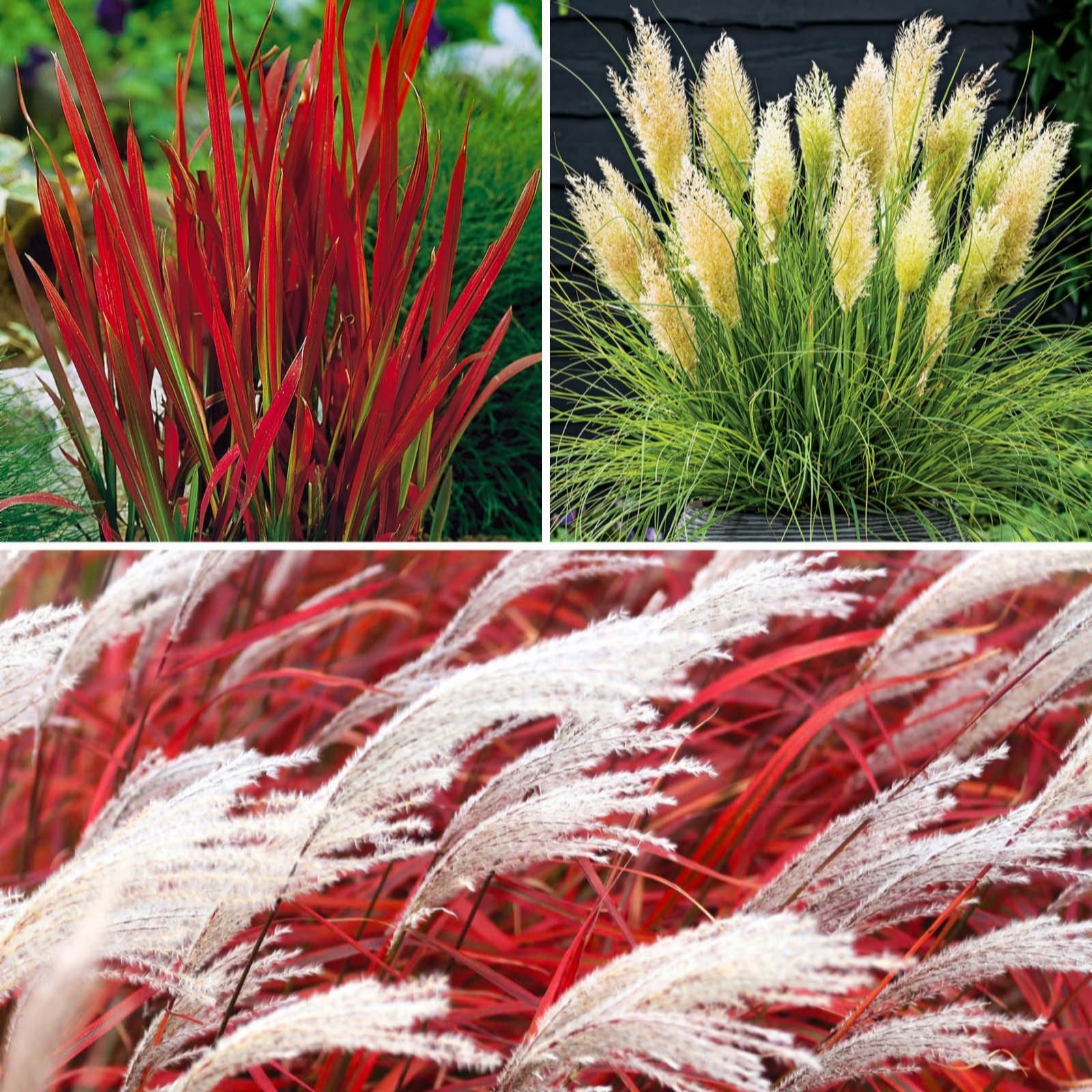 YouGarden Ultimate Grass Collection