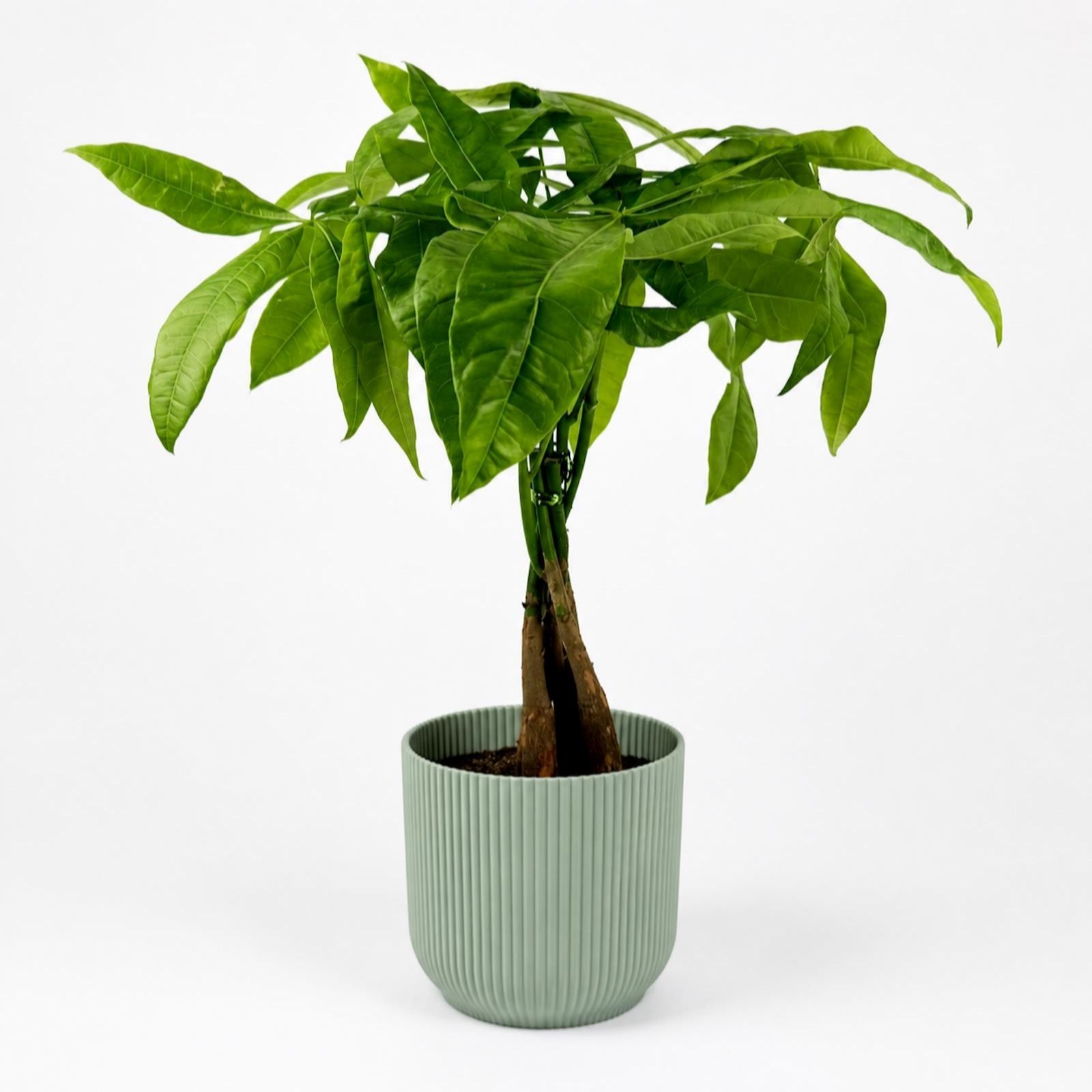 Oh So Floral Pachira Aquatica 12cm Houseplant with Green Pot