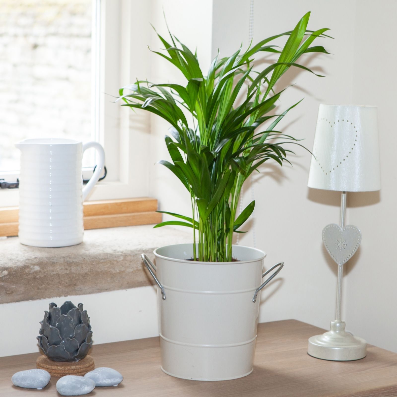 YouGarden Areca palm in a 14cm pot
