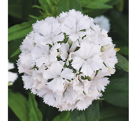 de Jager Scented Sweet William 8x 3.1cm Young Plants