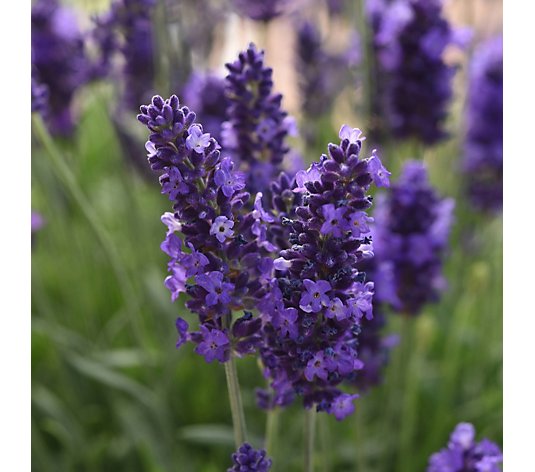 Precious Plants Garden Ready Fragrant Patio Lavender Blue Spear 12x 5cm
