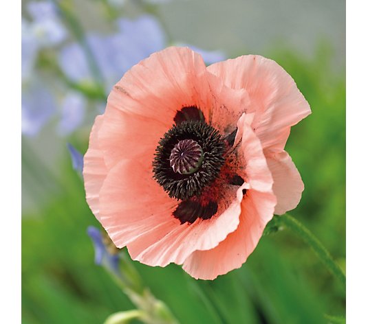 Thompson & Morgan Poppy Oriental Collection 4 Bare Roots