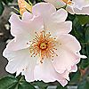 Harkness Roses Rose Climbing Simple Life Bare Root x 1