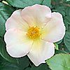 Harkness Roses Rose Climbing Simple Life Bare Root x 1, 1 of 7