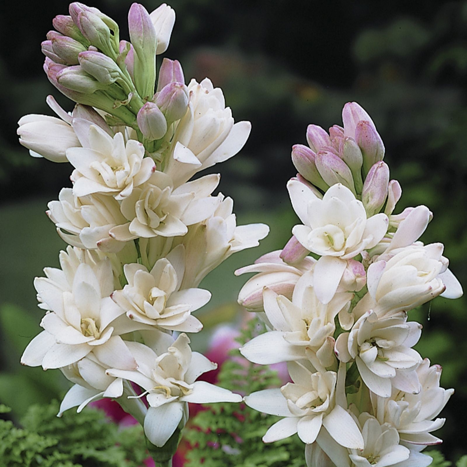 YouGarden Polianthes tuberosa bulbs x10 QVC UK