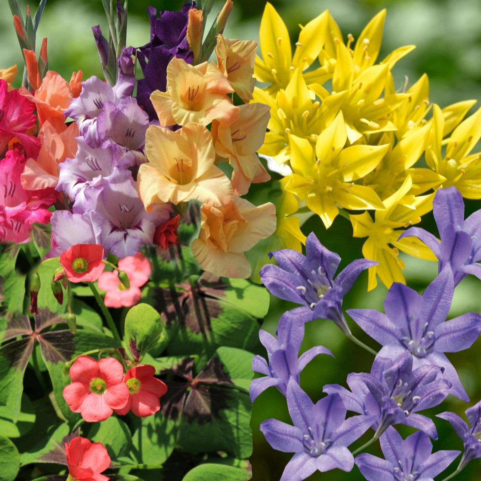 Thompson & Morgan Summer Bulb Collection 300 Bulbs