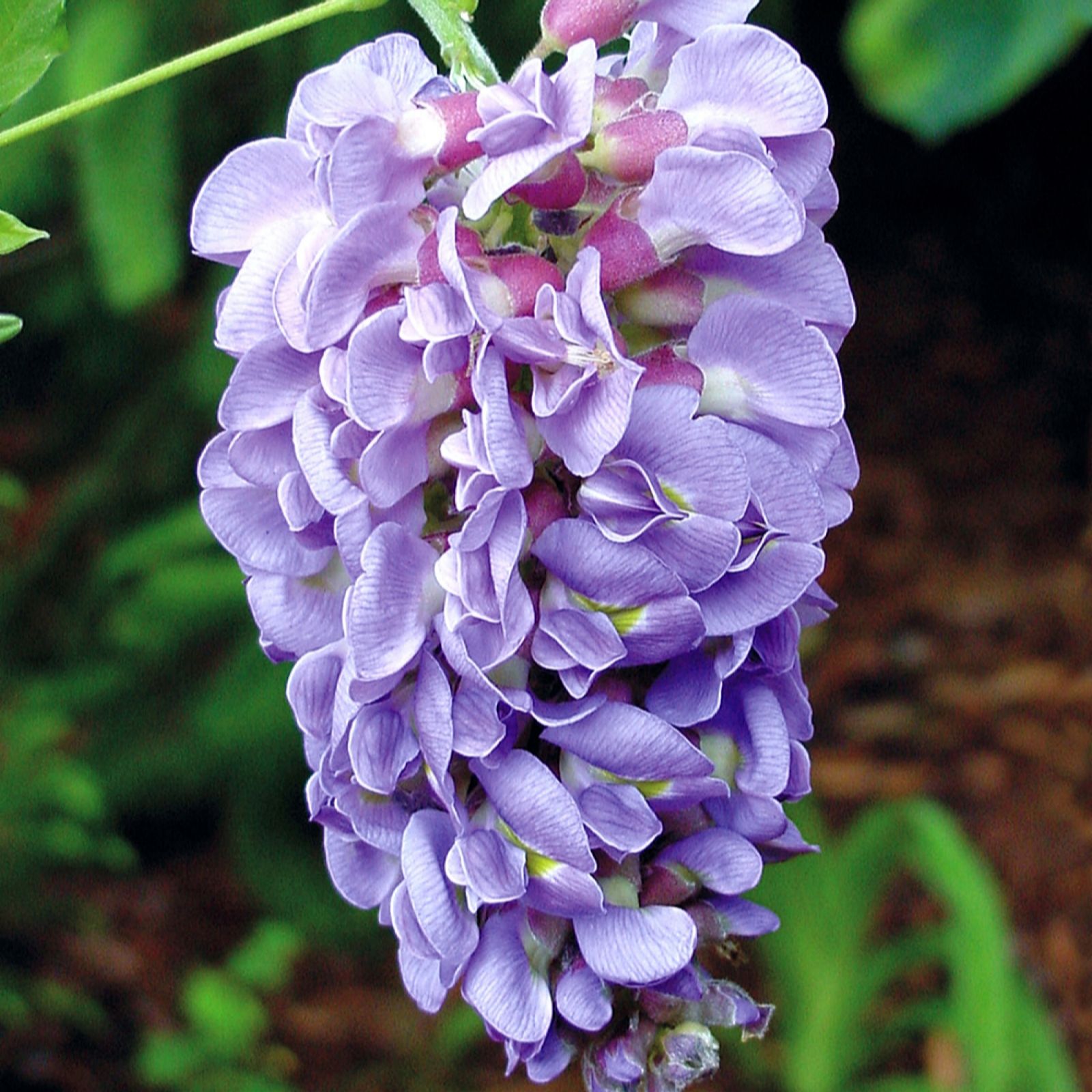 YouGarden Wisteria Amethyst Falls 15cm pot