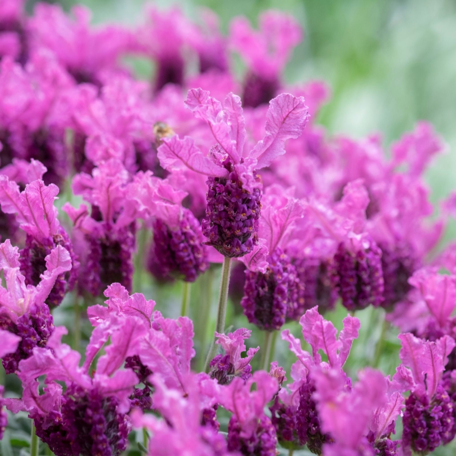 plants2gardens-lavender-the-princess-3-x-2ltr-qvc-uk