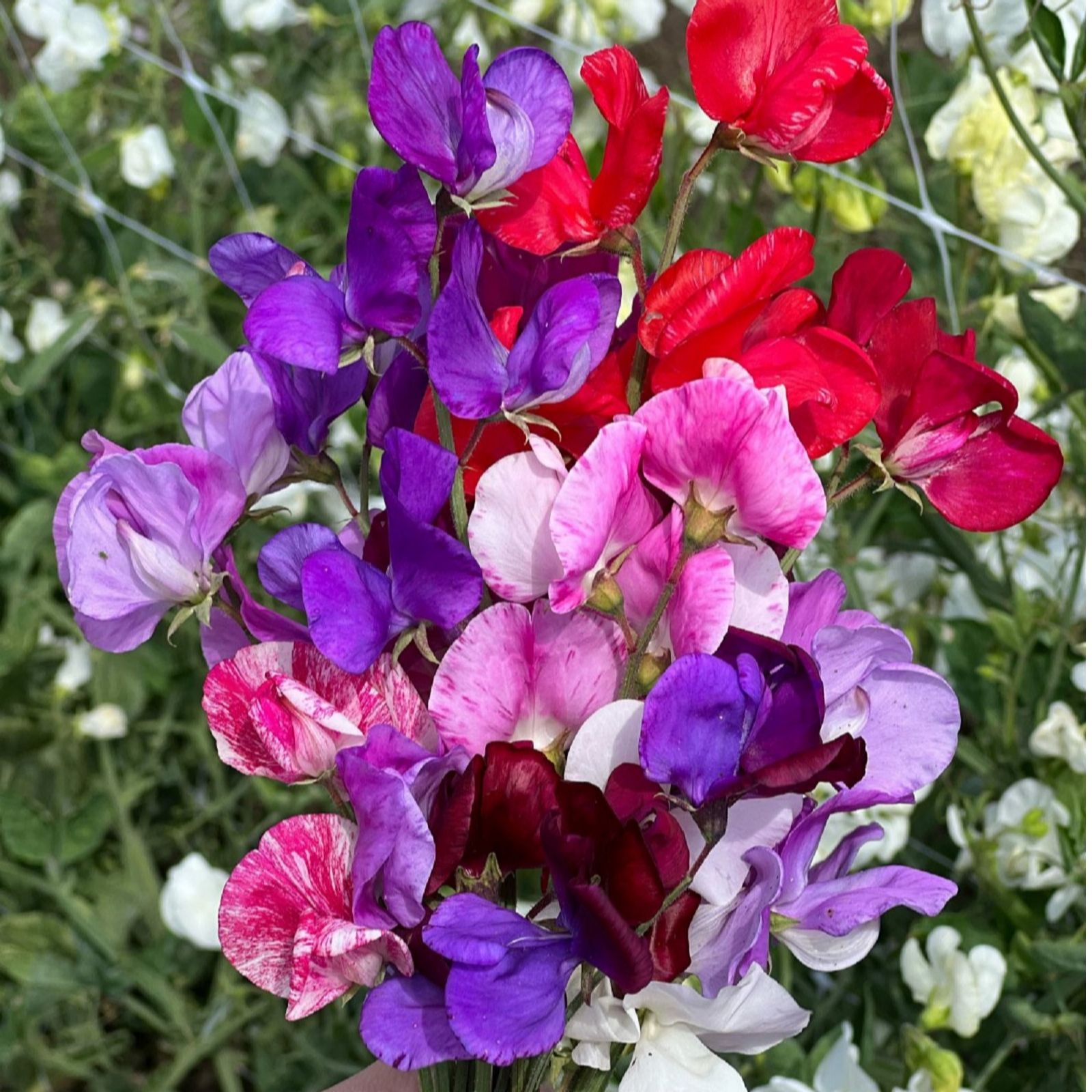 Thompson & Morgan Sweet Pea Scentsational 9cm Pot x 3