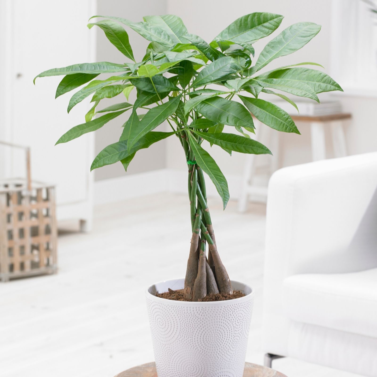 YouGarden Pachira Aquatica 'Money Tree' in a 12cm pot