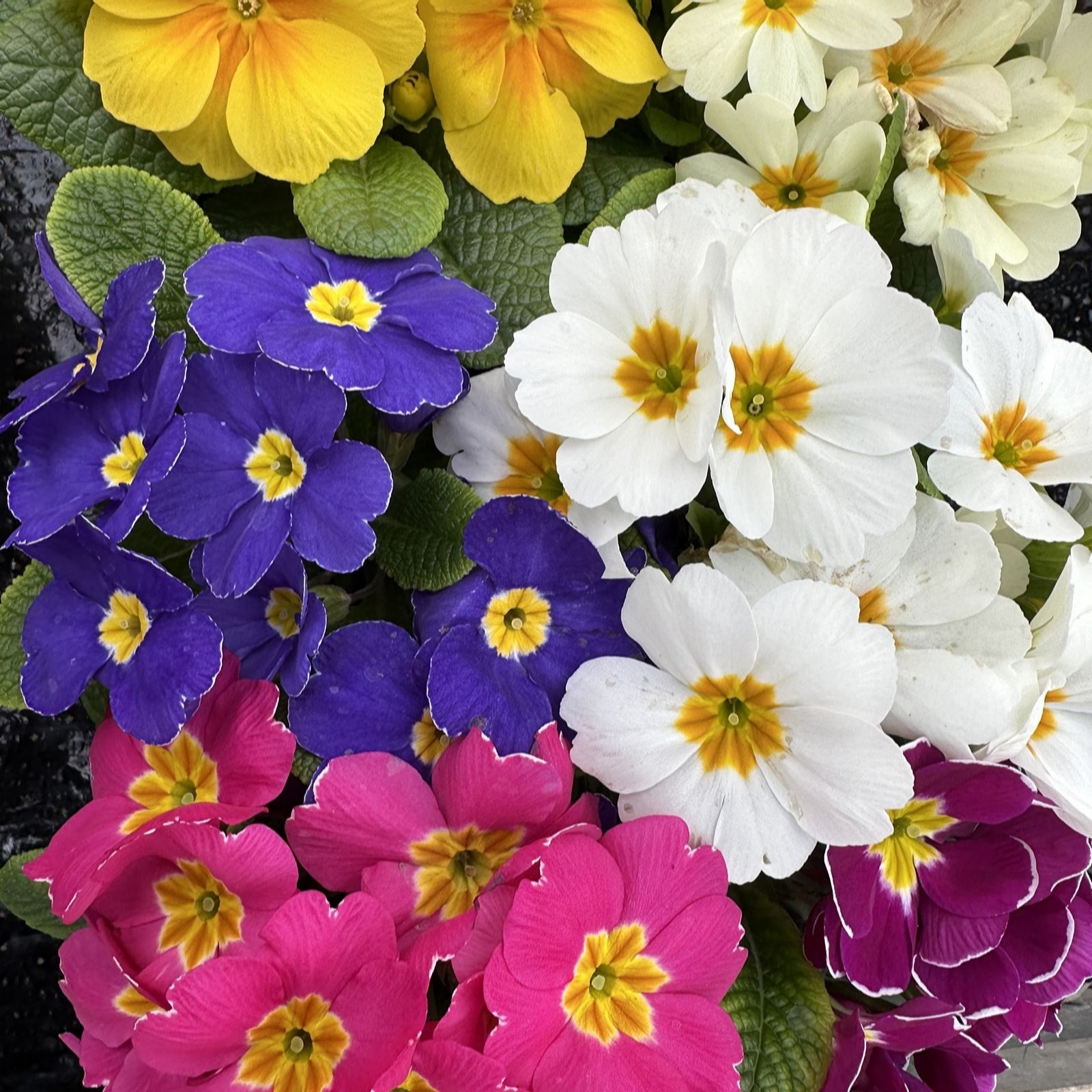 Plants 2 Gardens Primrose Evie