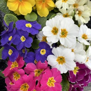 Plants2Gardens Primrose Evie 20 x 5cm Plants