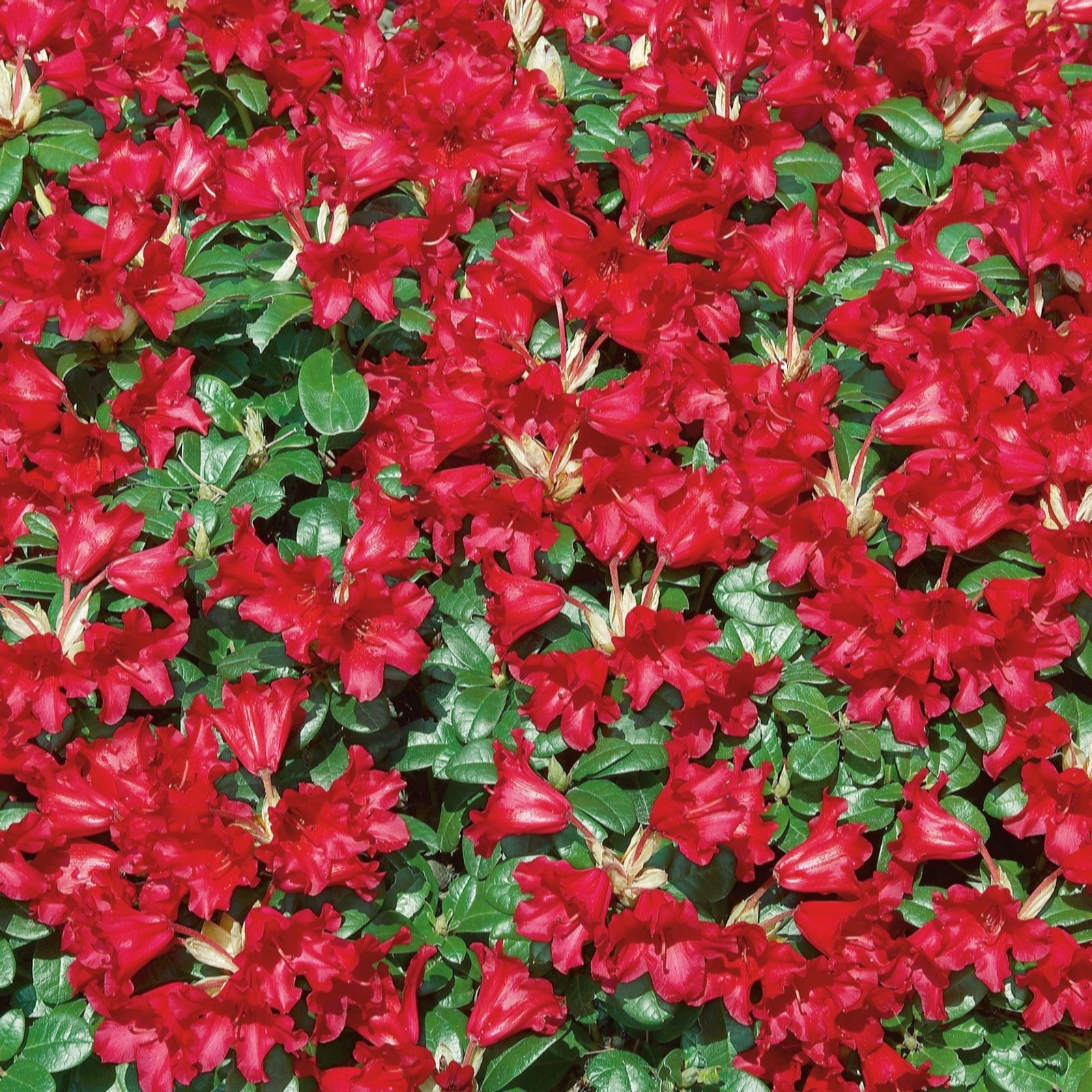 Plants 2 Gardens Rhododendron Bengalen 7.5tr