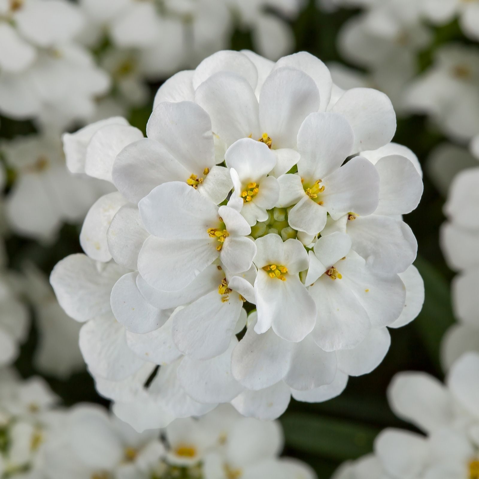 Richard Jackson Iberis Snow Cone 1x 2 Litre Pot